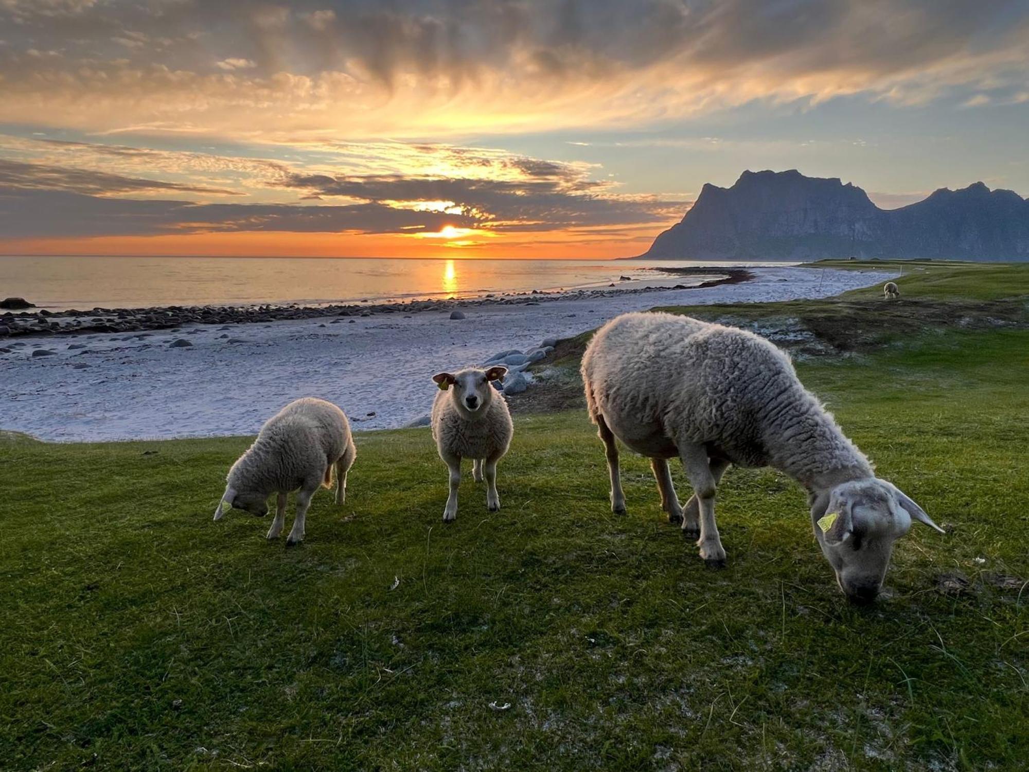 Fisherman'S Cabin, Lofoten - 24 Bardbua バルスタ エクステリア 写真